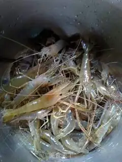 Make Fried shrimp step 0