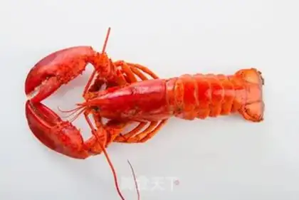 Make French white-juice lobster step 0
