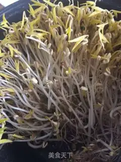 Make Home rapid bean sprouts step 10