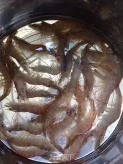 Make Gold crayfish step 0