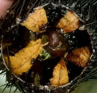 Make Sea urchins step 2