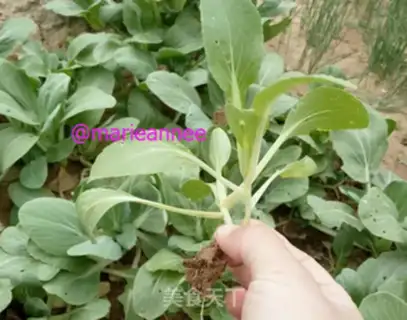 Make Garlic chicken caterpillar step 0