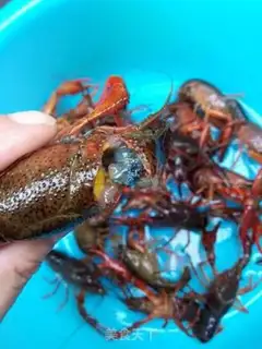 Make Spicy 13-spicy lobster step 1
