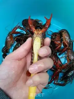 Make Spicy 13-spicy lobster step 3