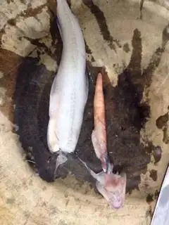 Make Jillian tofu fish step 2