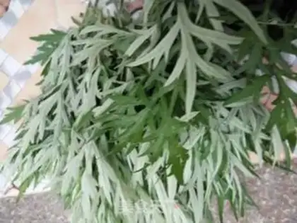 Make Alegrass stew step 1