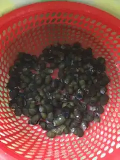 Make Snails step 0