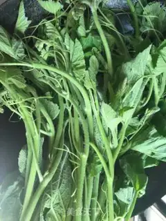 Make Clear the pumpkin vine step 0