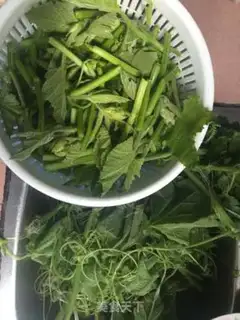 Make Clear the pumpkin vine step 1