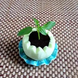 Make The yogurt fruit plant step 4