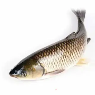 Make Spicy fish pan step 0