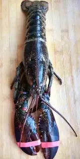Make Cheese lobster step 0