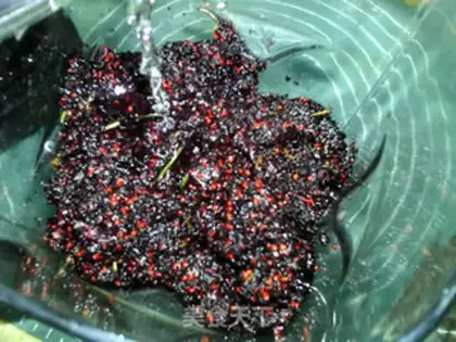 Make Sancho jam step 1