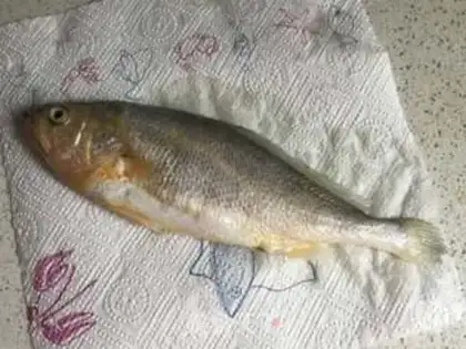 Make Roller roasted yellow fish step 0