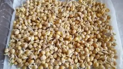 Make Peas seed step 2
