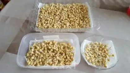 Make Peas seed step 3