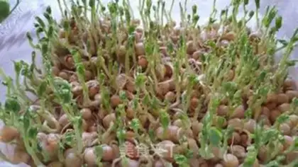 Make Peas seed step 4
