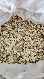 Make Auto green bean sprouts step 2