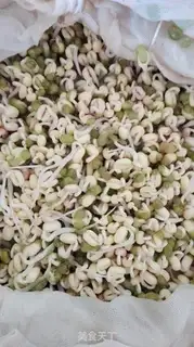 Make Auto green bean sprouts step 3