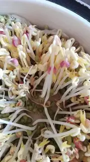 Make Auto green bean sprouts step 5