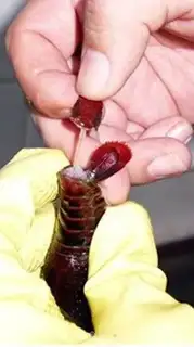 Make Shrimp step 2