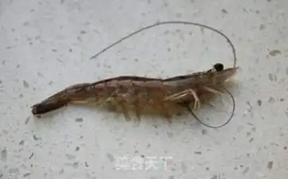 Make Pickle shrimp step 0