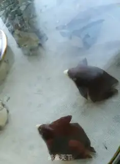 Make Penguin Sweet Steam step 9