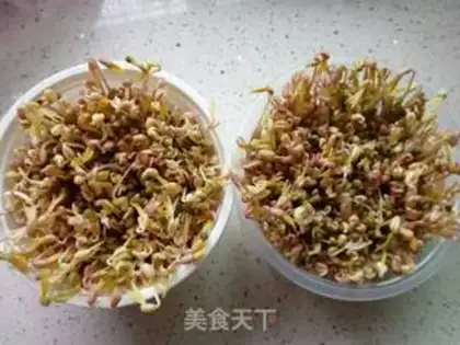 Make Auto green bean sprouts step 4
