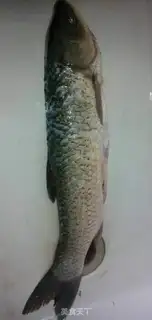 Make Spicy fish step 0