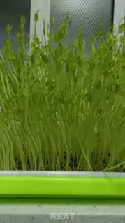 Make Cool pea seed step 0