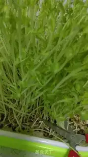 Make Cool pea seed step 1