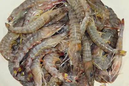 Make White burning shrimp step 1