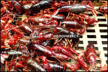 Make Spicy lobster step 2