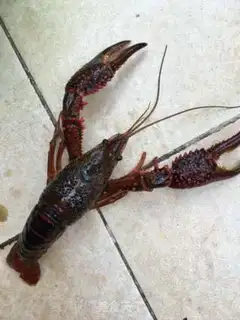 Make Thirteen fragrance lobster step 0
