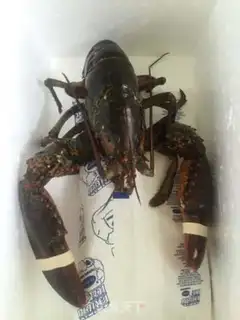 Make Lobster congee step 1