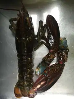 Make Lobster congee step 4