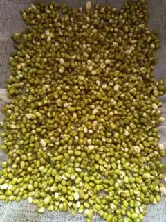 Make Auto green bean sprouts step 0