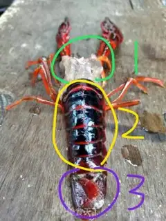 Make Shrimp step 1