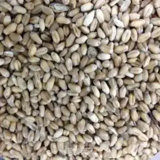 Make Malt sugar step 0