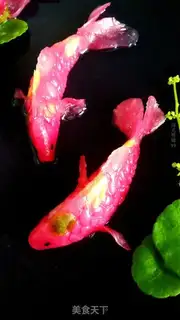 Make Hao Tong Moon Colour step 30