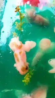 Make Pussy hippie step 39