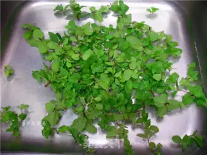 Make Mint meat step 1