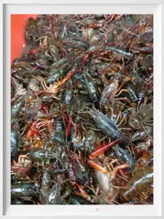 Make Beer lobster step 0