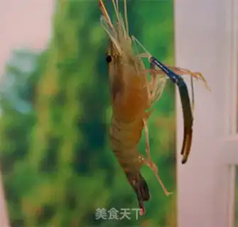 Make Private saline shrimp step 0