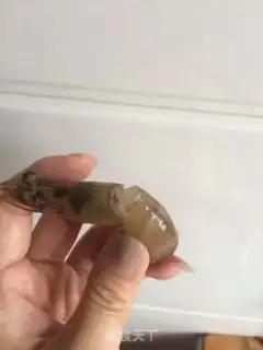 Make A garlic fan with a shrimp back step 1
