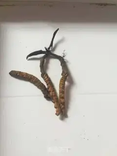 Make Swallow nests for winter weed step 1