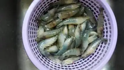 Make Pelican shrimp step 1
