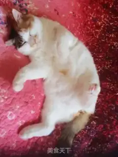 Make Tyramisu step 16