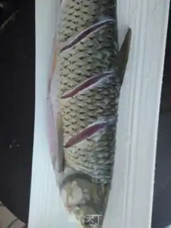 Make Vacuated grassfish step 0