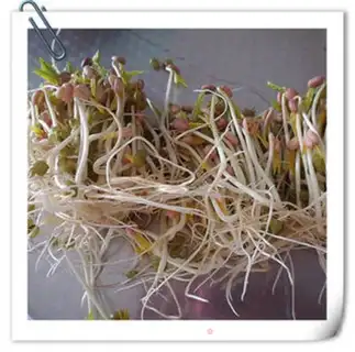 Make Green bean sprouts step 5